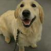 Mercedes was all smiles during her first visit to Camping World. Seen in this picture is one of my favorite rope leads.